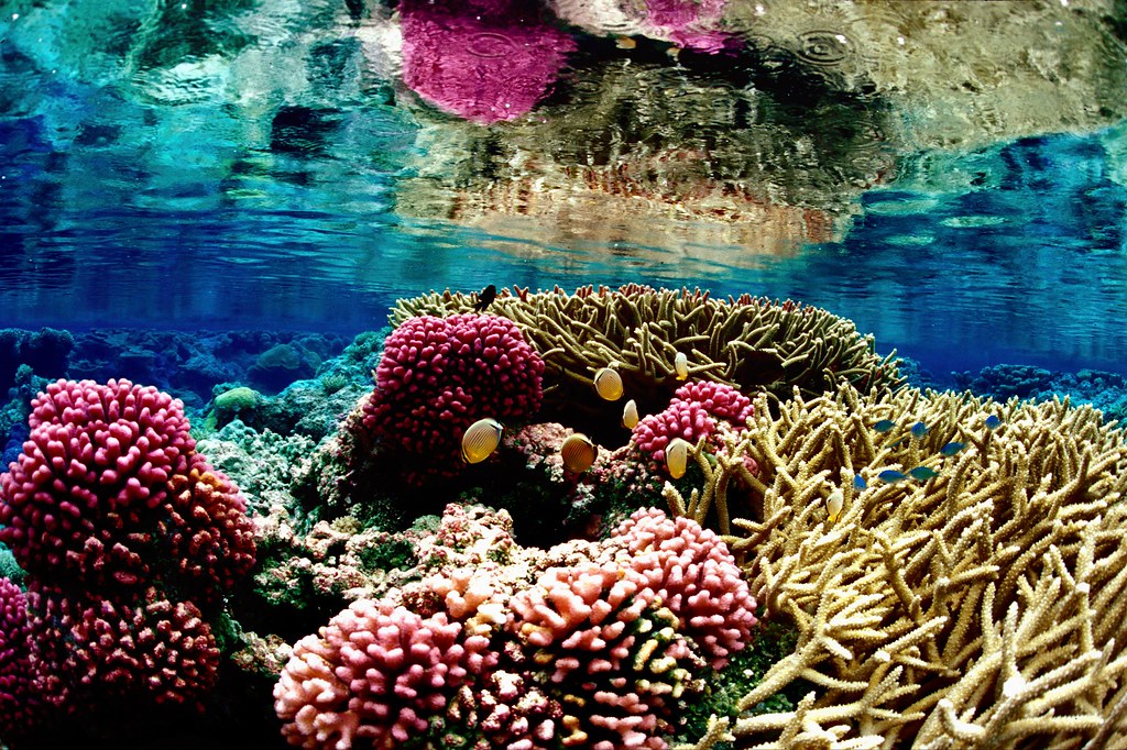 Coral Reef - Conservation